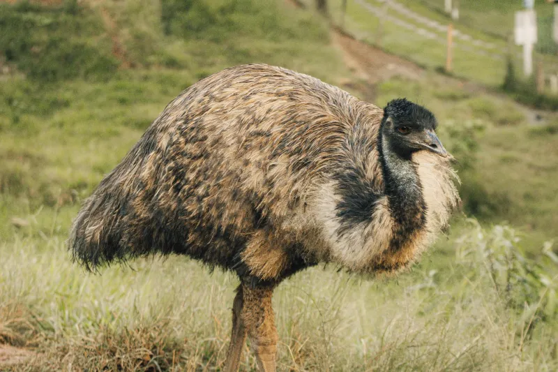 Australia's Most Embarrassing Military Defeat Came at the Hands of Flightless Birds
