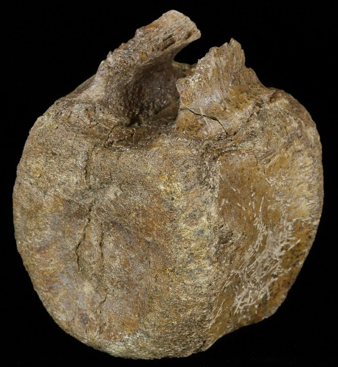 Judith River Formation