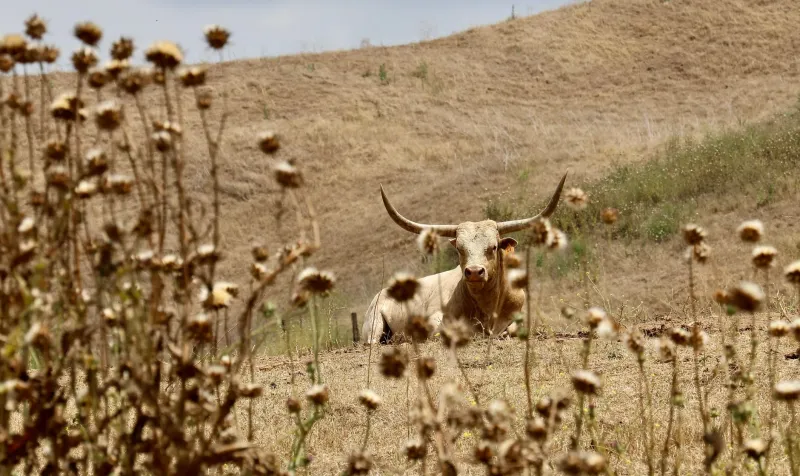 The New Deal Program That Paid Farmers to Burn Food While Americans Went Hungry